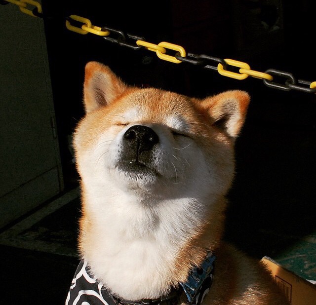 巴黎之怒，戈麦斯点燃王子公园，新王加冕夜北非雄鹰折翼