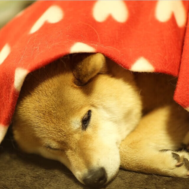 火箭破墙，当伦纳德化身冷静的拆墙人