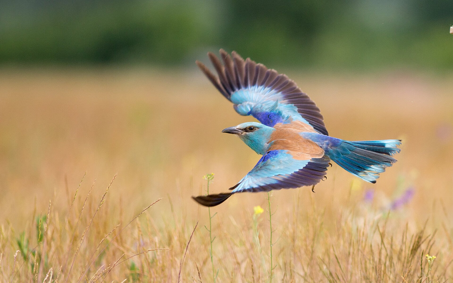 雷火电竞官网-钢铁公牛与沙漠烈日，F1新赛季揭幕战的炽热交锋