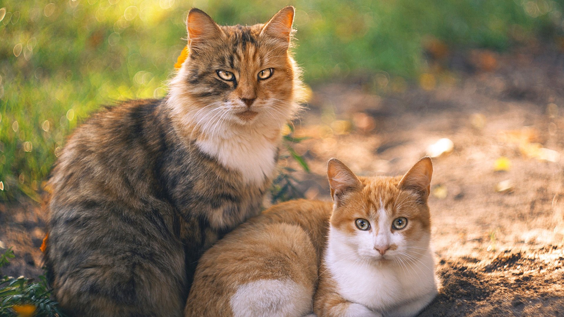 时空裂隙中的哨响，当皇马遇见波兰，范戴克用进球重写防守
