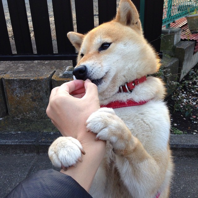 雷火电竞合作-铜墙铁壁与时间领主，戈贝尔一柱擎天，开拓者巧控节奏轻取活塞