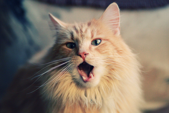 雷火电竞app-主宰末节！杰伦格林单骑救主，广东队惊险带走老鹰