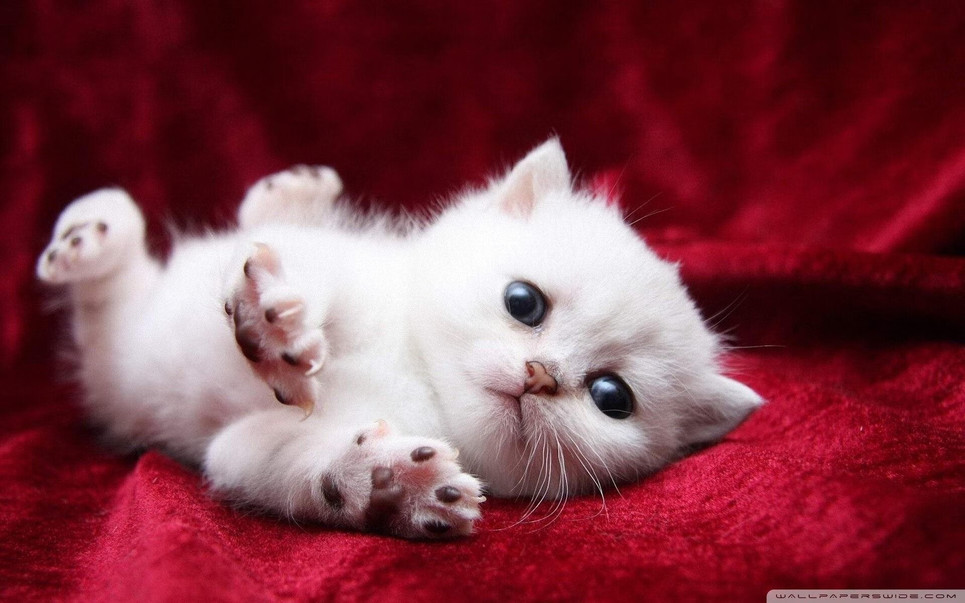 雷火电竞官网-足球新地球村，突尼斯小城茶馆里，萨内如何成了伊朗球迷的英雄？