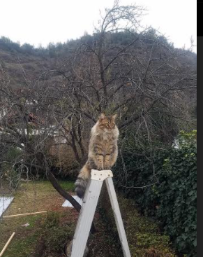 阿拉巴的独舞，那一天，巴黎的后卫导演了英格兰防线的史诗级溃败