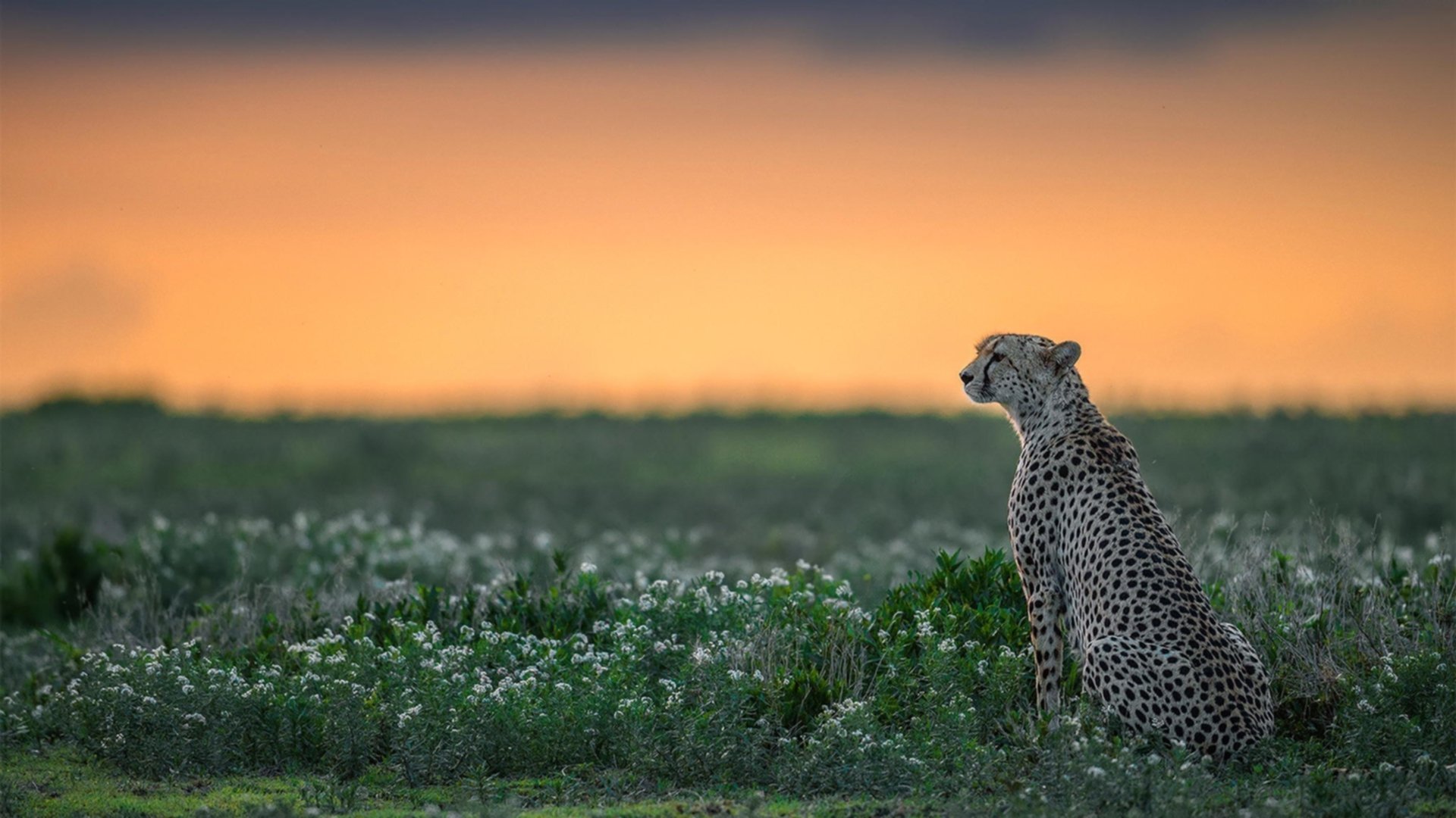 雷火电竞亚洲先驱-篮球唯一性交响曲，广厦碾压骑士，戈贝尔德甲封神