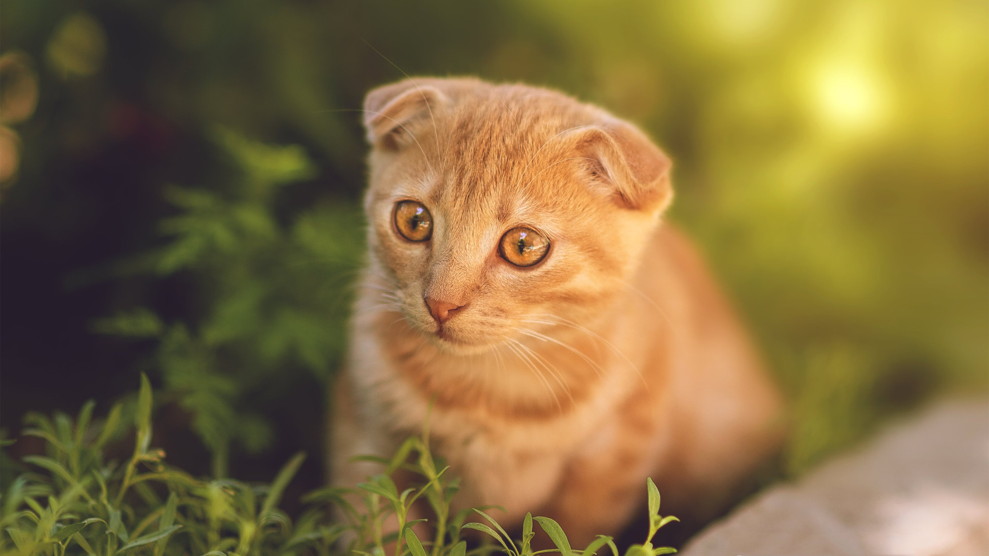 拉文今夜究竟有多恐怖？狂暴44分击沉快船，国王关键战突围锁定前六！