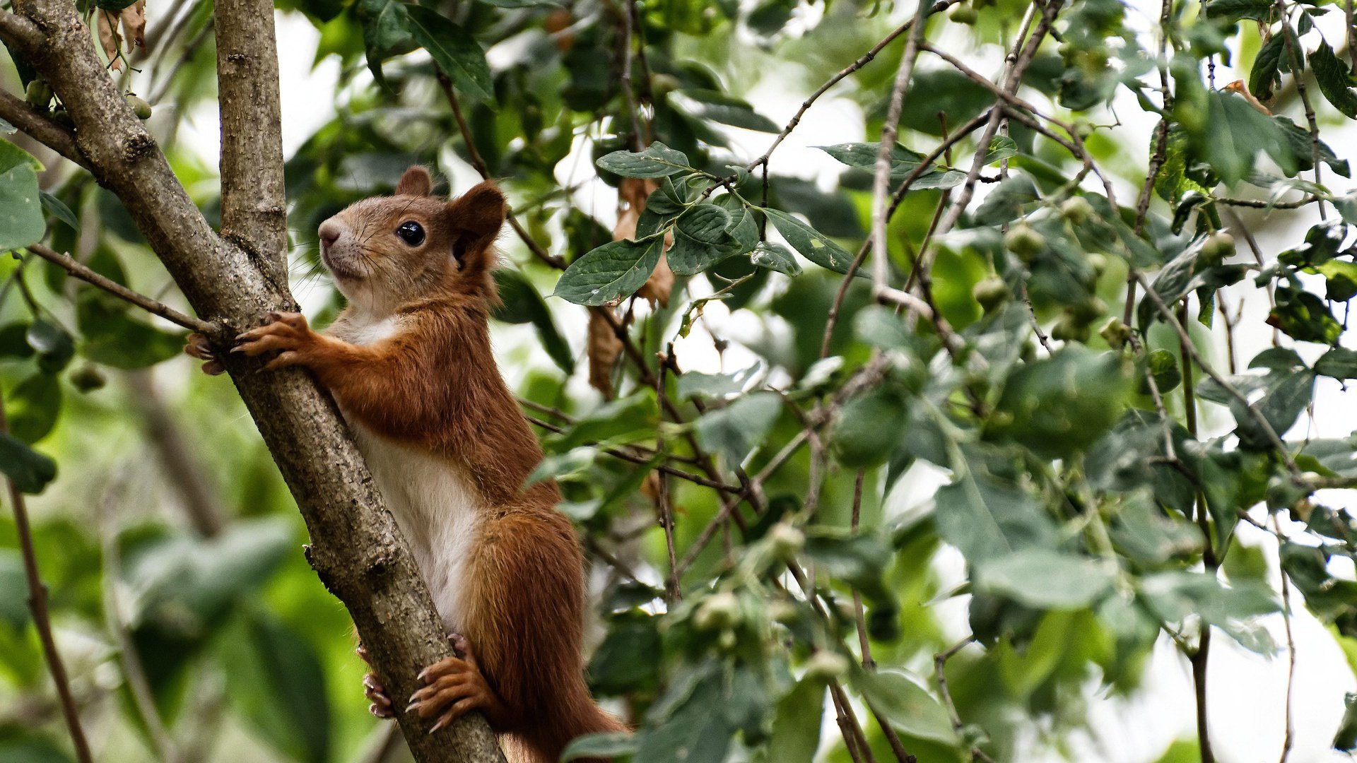 雷火电竞-悬崖之上，哈登的沉默证词