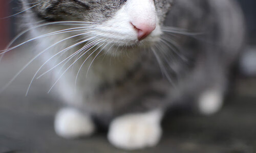 雷火电竞-悬念拉满！巴拉圭单节定乾坤，凯恩化身救世主一球封神