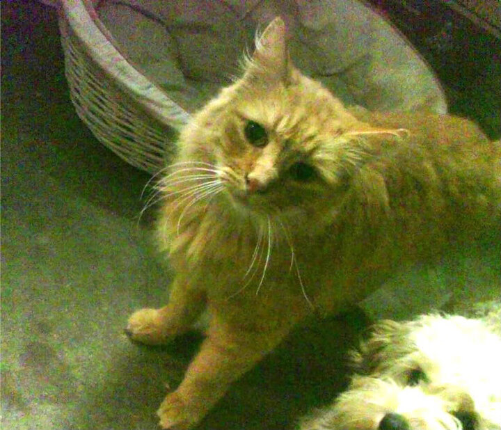 破盾尖刀!锡安撕裂猛龙防线,快船逆风翻盘关键先生横空出世