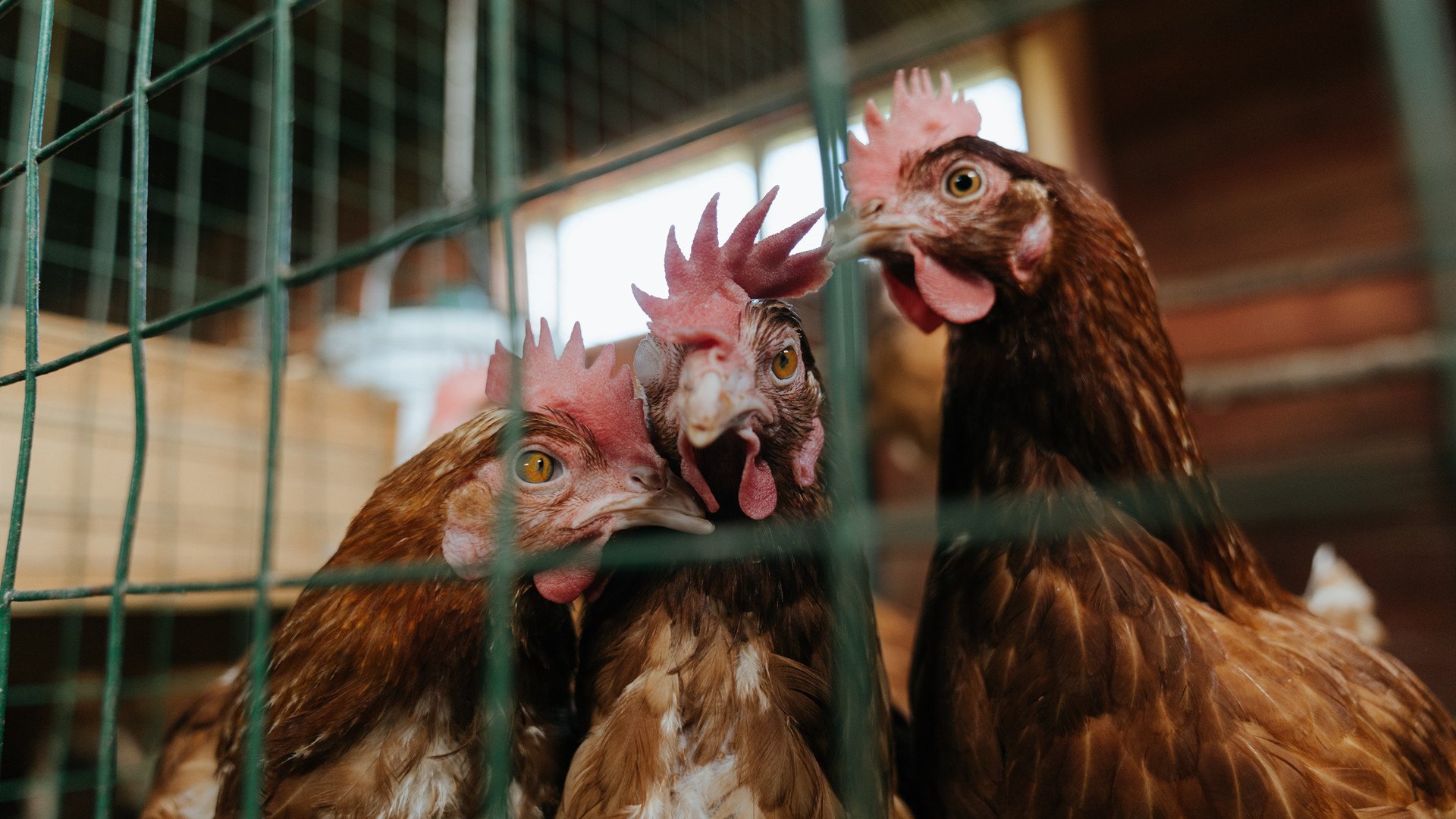雷火电竞官网-小贾伦统治级演出！快船完胜独行侠，系列赛悬念提早消散
