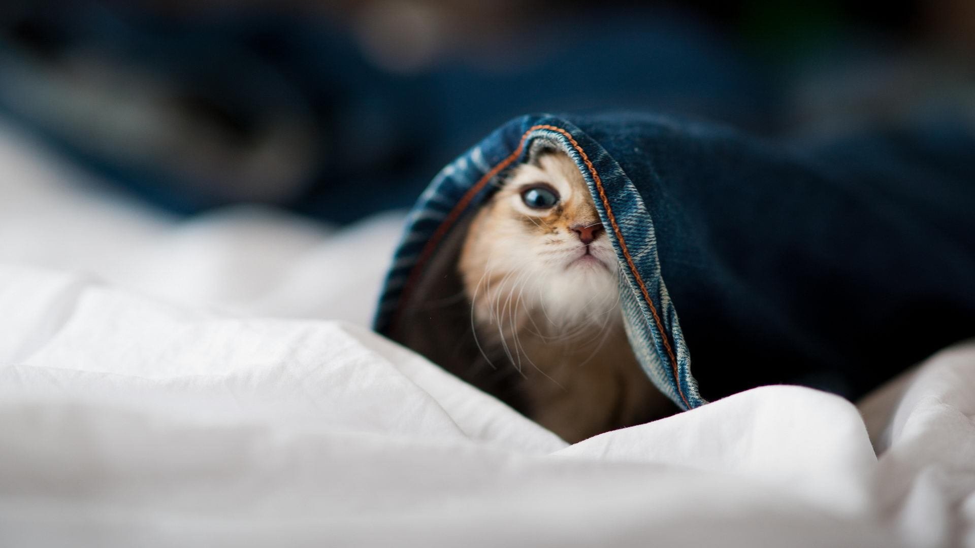 霜刃无声十年磨，保罗关键战不手软—奥运周期今夜定乾坤