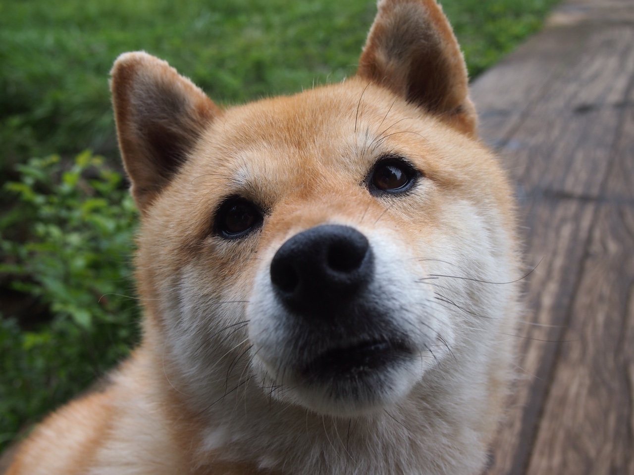 个体的闪电与系统的铁壁,奥斯梅恩爆发与克罗地亚压制葡萄牙的战术启示