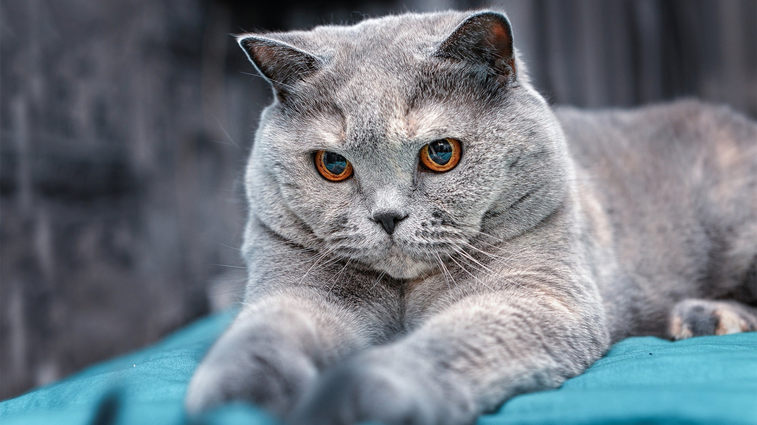 金字塔战术的胜利，墨西哥防守艺术如何让曼联哑火，富安健洋如何成为破局密钥