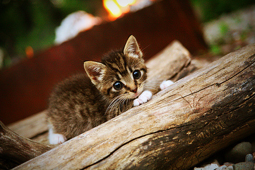 努涅斯之盾，当矛尖化为壁垒，一场非典型的防守盛宴