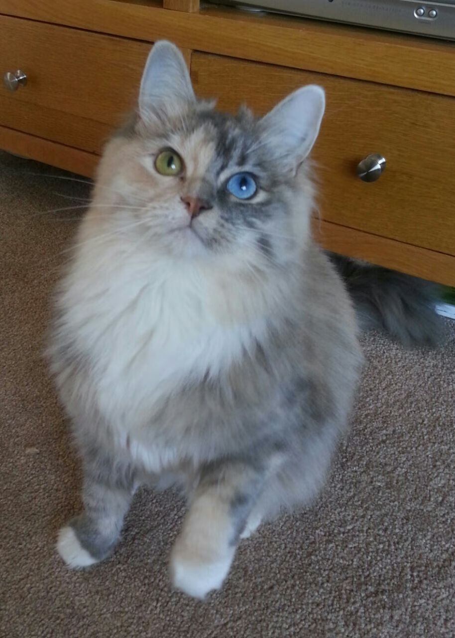 雷火电竞简介-意甲焦点战变国际棋盘，勒沃库森式思维如何横扫战术博弈？