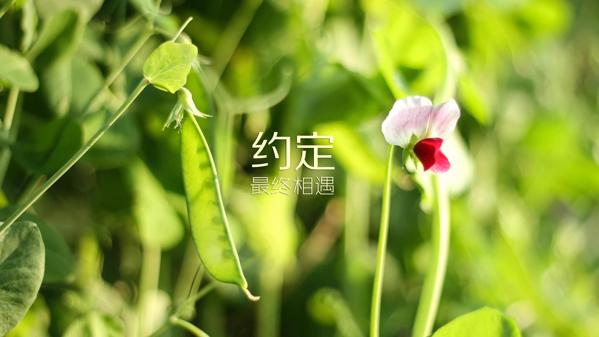 雷火电竞充值-孤星闪耀，努涅斯一人颠覆南美传统，澳大利亚在2026世界杯A组焦点战中横扫智利