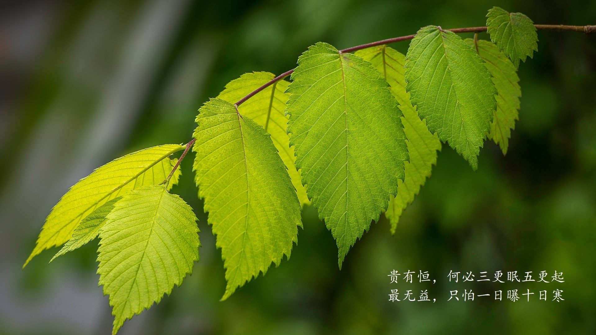 雷火电竞入驻-沙漠之鹰的闪电反击，2026世界杯揭幕战，伊拉克如何用范戴克式铁血防守击溃波斯铁骑