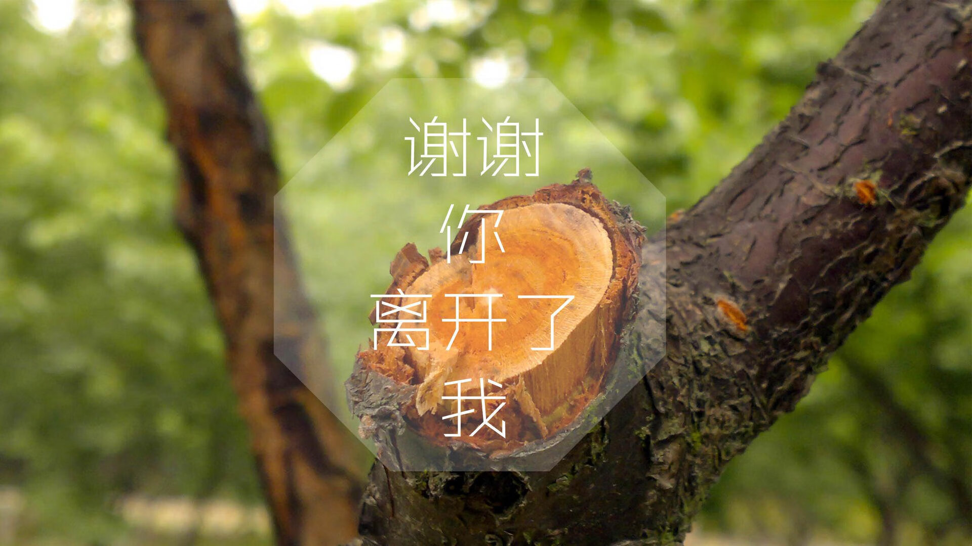 郁金香的复仇,当库尔图瓦的指尖触碎橙衣军团的梦—2026世界杯出线战,荷兰用一场非典型横扫改写宿命